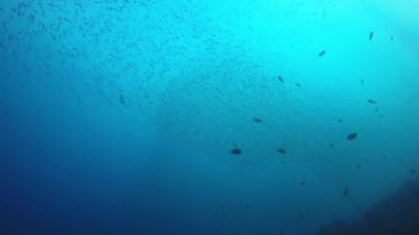 Derin mavi okyanusta sualtı manzaralı deniz sakinleri