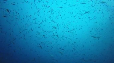 Derin mavi okyanusta sualtı manzaralı deniz sakinleri