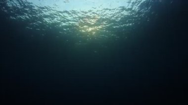 Okyanusun güzel sualtı manzarası