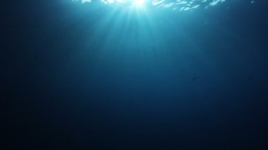 Okyanusun güzel sualtı manzarası