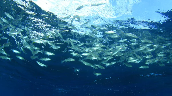 Morskich Mieszkańców Podwodnej Sceny Głębokim Błękitnym Oceanie — Zdjęcie stockowe