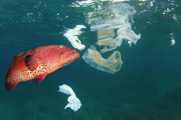 Okyanustaki plastik çöp kirliliği. Kırmızı renkli balık. Çevresel sorun kavramı