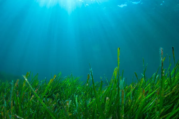 Víz Alatti Zöld Tengeri Kék Óceáni Víz — Stock Fotó
