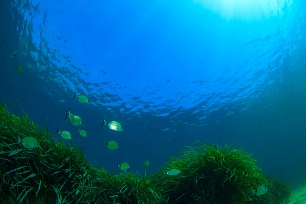 Meeresbewohner Mit Unterwasserszene Tiefblauen Ozean — Stockfoto