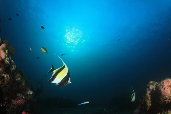 Habitants Marins Avec Scène Sous Marine Dans Océan Bleu Profond — Photo