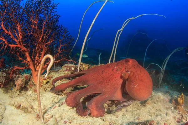 海の底のタコ — ストック写真