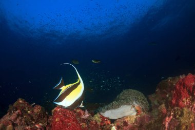 Derin mavi okyanusta sualtı manzaralı deniz sakinleri