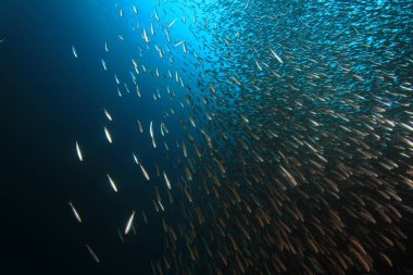 Derin mavi okyanusta sualtı manzaralı deniz sakinleri