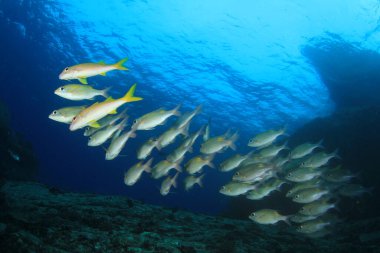 Derin mavi okyanusta sualtı manzaralı deniz sakinleri