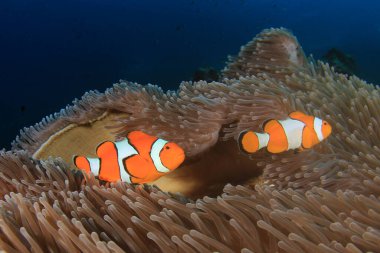 Derin mavi okyanusta sualtı manzaralı deniz sakinleri