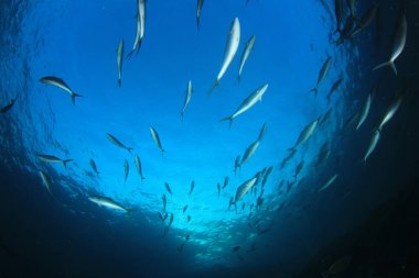 Derin mavi okyanusta sualtı manzaralı deniz sakinleri