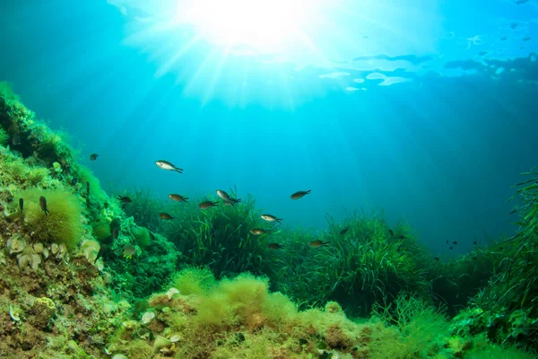 marine inhabitants with underwater scene in deep blue ocean