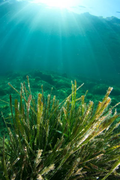 Herbe Marine Verte Sous Marine Eau Océanique Bleue — Photo