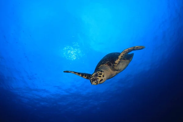 Tortue Géante Dans Habitat Naturel Océan — Photo