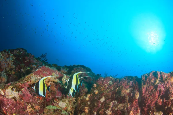 Derin mavi okyanusta sualtı manzaralı deniz sakinleri