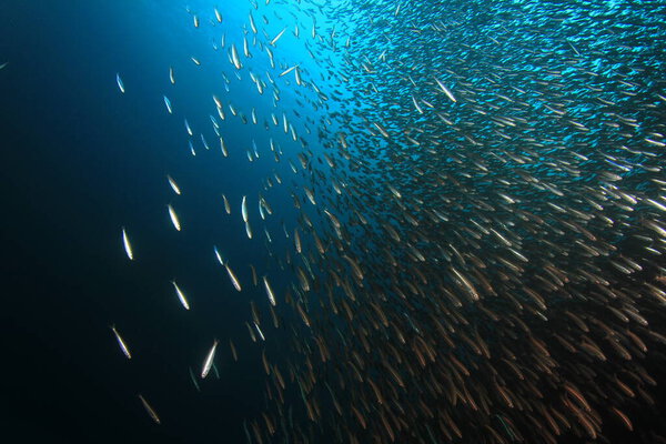 морские обитатели с подводной сценой в глубоком голубом океане