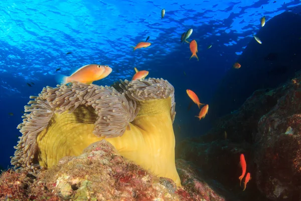 深海の海底に住む海洋生物は — ストック写真