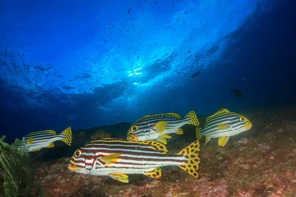 Habitantes Marinhos Com Cena Subaquática Oceano Azul Profundo — Fotografia de Stock