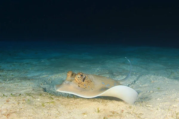 青い海の光の中でケシの魚が閉じ込められ — ストック写真