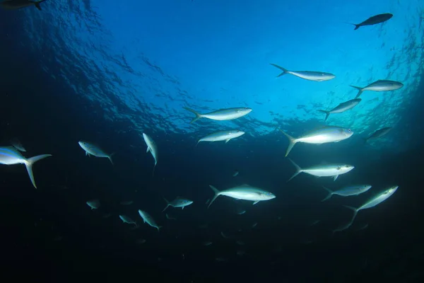 Mořští Obyvatelé Podvodní Scénou Hlubokém Modrém Oceánu — Stock fotografie