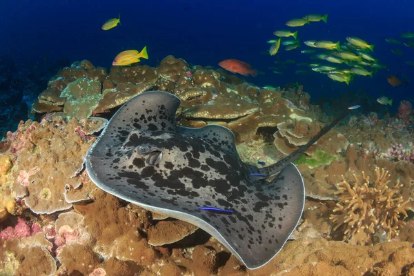 Habitantes Marinos Con Escena Submarina Océano Azul Profundo —  Fotos de Stock