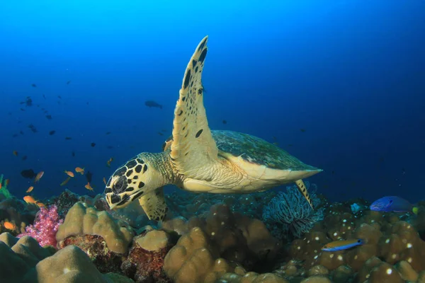Jättiläiskilpikonna Meren Luonnollisessa Elinympäristössä — kuvapankkivalokuva