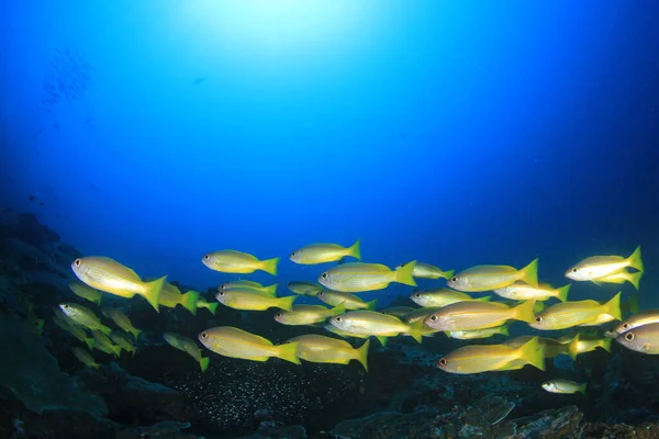 Zeebewoners Met Onderwater Scene Diepblauwe Oceaan — Stockfoto