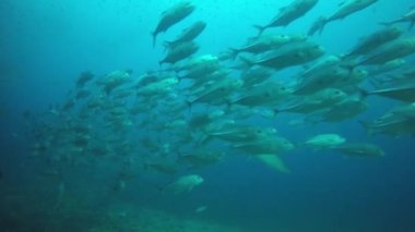 Derin mavi okyanusta sualtı manzaralı deniz sakinleri