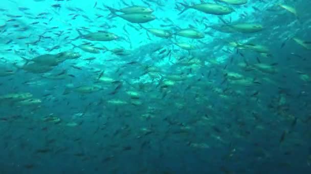 Habitantes Marinos Con Escena Submarina Océano Azul Profundo — Vídeos de Stock