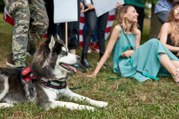 Hermoso perro con manifestantes en el parque —  Fotos de Stock