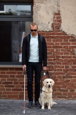 Rehber köpek, sahibine büyük şehirde özgürce dolaşmasında yardımcı olur.