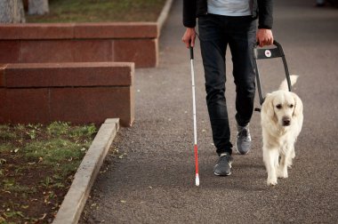 Golden Retriever bir insanın caddede yol almasına yardım eder.