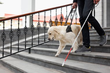 Rehber köpek, sahibine büyük şehirde özgürce dolaşmasında yardımcı olur.