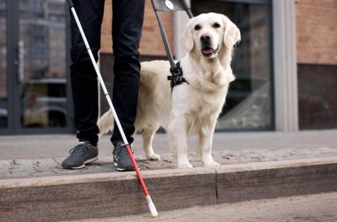 Tanımlanamayan kör adam ve yardımcı köpek rehberi