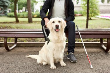 Kör adam yardımcı köpek rehberini okşa.
