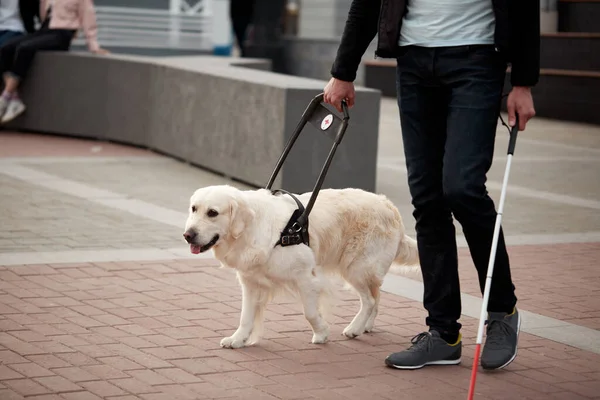 Perro guía ayuda al propietario a moverse libremente en la gran ciudad —  Fotos de Stock