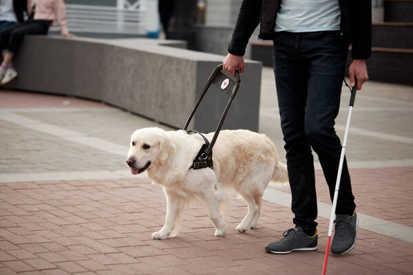 guide dog helps the owner to move freely in big city