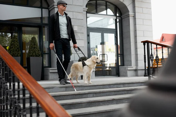 盲導犬は階段を下り — ストック写真