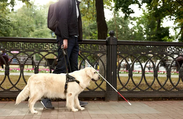 careful guide dog helping blind man in city