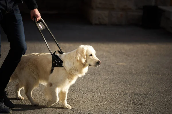 杖を持った盲導犬が街中の舗装された道を歩き — ストック写真