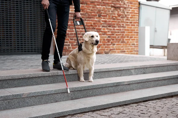 Perro guía ayuda al propietario a moverse libremente en la gran ciudad — Foto de Stock