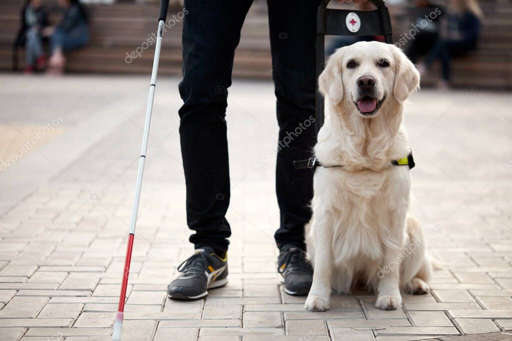 cropped photo of human legs and guide dog
