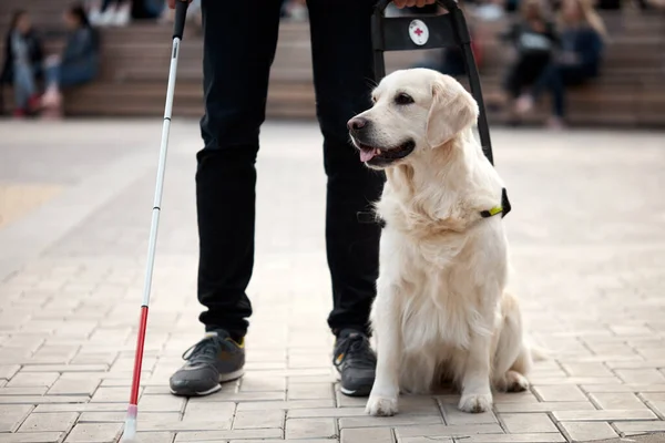 Calmado golden retriever sentarse al lado del propietario ciego — Foto de Stock