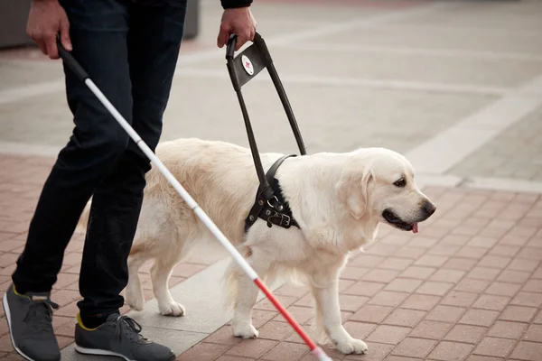 Joven ciego con palo y perro guía paseando —  Fotos de Stock