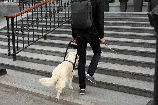Guide dog helps the owner climb the stairs, enter the building — Stock Photo, Image