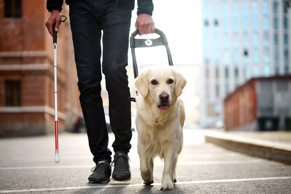 Köpek yavrusu rehberliğinde kör adam.