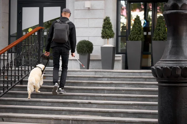 guide dog helps the owner climb the stairs, enter the building