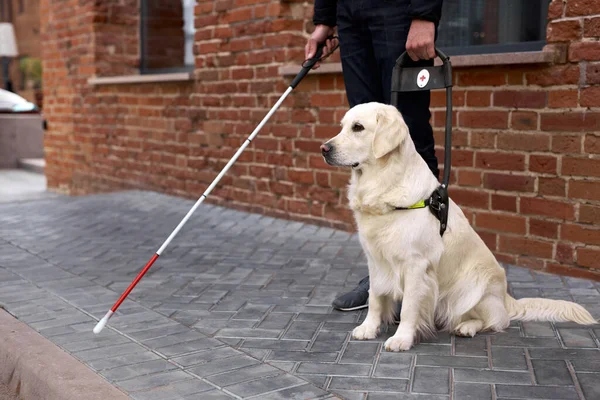 盲目の病人は盲導犬に助けられる — ストック写真