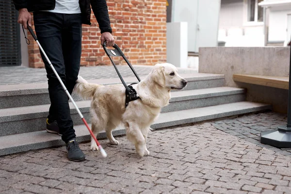 Perro guía ayuda al dueño a bajar las escaleras —  Fotos de Stock