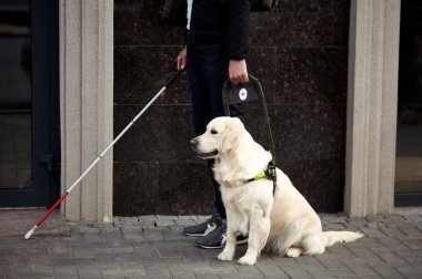 Uzun bastonlu körlere yardım eden rehber köpek şehirde yürüyor.